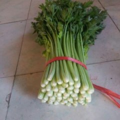 山东东昌府沙镇 菠菜芹菜火爆招商中