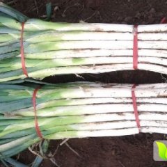 2015东昌府大葱抓住商机无限