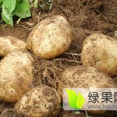 内蒙古察右中旗夏波蒂土豆克新一号土豆是名优