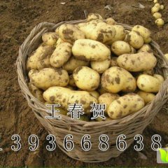 哈尔滨土豆产销两旺,呼兰王贺诚信合作