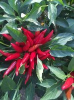 景县双庙曹文亮9月天宇辣椒