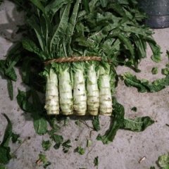 郯城莴苣质量上乘红花周沈阳诚信合作