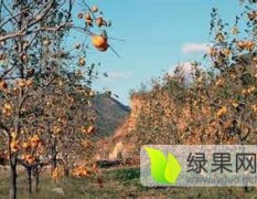 绛县绛中胡伟荣1月柿子树规格齐全绿化苗木
