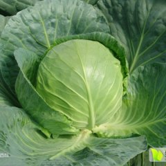 昌黎新集康家俊9月希望甘蓝