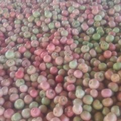 2015内黄西红柿今年价格有看点