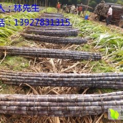 广东翁源大灰种甘蔗价格适宜