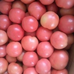 延津西红柿大量上市河南周瑞峰诚信合作