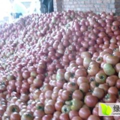 海阳西红柿价格适宜果蔬王振太诚信合作