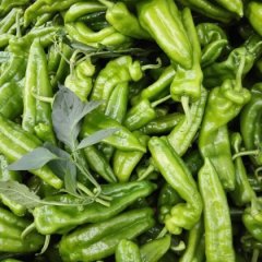 河南夏邑金牛角辣椒火热上市