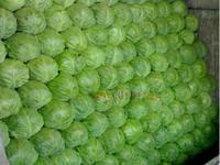 河北定州秋季甘蓝大量上市