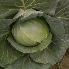 河北清苑甘蓝大量上市