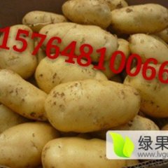 大量出售荷兰十五、夏波蒂、克新