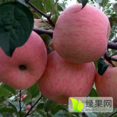 80-95冷库纸袋红富士苹果供应中
