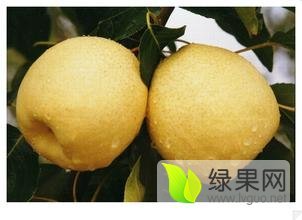 陕西酥梨批发价格，砀山酥+红香酥+中华玉梨
