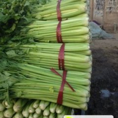 河北清苑美国西芹芹菜随行就市