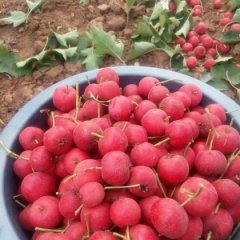 2015临朐山楂再不来就没机会了！