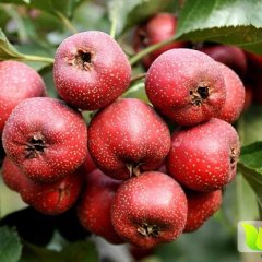 费县田庄陈玉梅10月大金星山楂