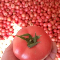 辽宁喀喇沁硬粉西红柿上货量大