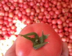 辽宁喀喇沁硬粉西红柿上货量大
