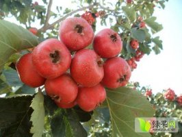 河北清河山楂之乡欢迎您