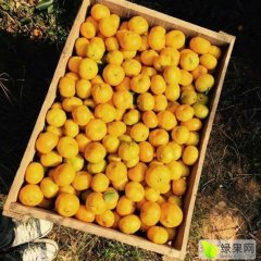 江西南丰南丰蜜桔柑橘口感爽口
