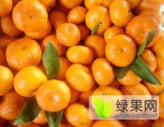 江西南丰南丰蜜桔柑橘产销两旺