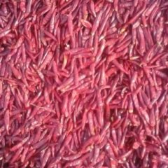 金乡蔡建国大量供应金塔 三英 辣椒