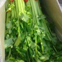 山东金乡法国皇后芹菜大量上市