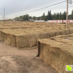 甘肃肃州紫皮洋葱质量上乘