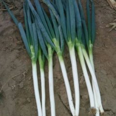 平度大葱火热上市廖兰宋丽娜诚信合作