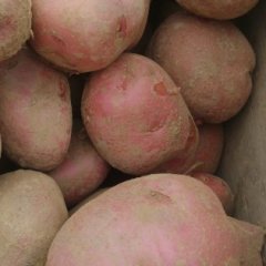 甘肃定西青薯9号10月1号左右大量上市