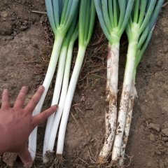 安丘金冢王先生4月铁杆大葱