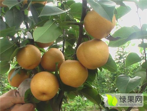 2015年河南红旗晚秋黄梨价格