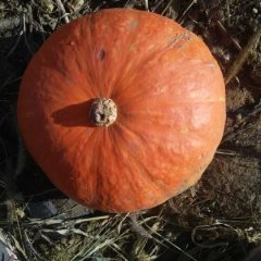 林西南瓜著名品种,新林薛红英诚信合作