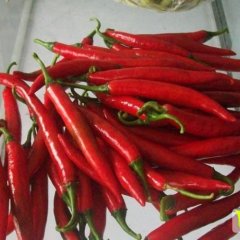 河北鸡泽盐渍辣椒名扬天下