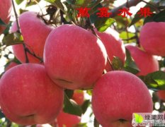 河北省深州市精品红富士苹果大量供应