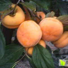 河北遵化冀东磨盘柿子著名品种