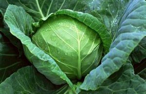 湖北嘉鱼冬强：潘家湾刘洪锋