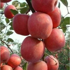 大量供应红富士苹果价格低廉