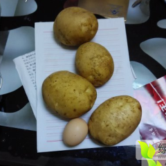 兴安盟大石赵莹10月冀张薯8号土豆