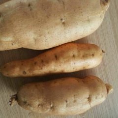 清河御捷焦先生10月苏薯8号红薯