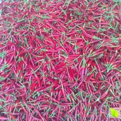 山东鱼台三樱椒辣椒名扬天下