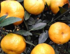 全州南丰蜜橘成熟度好大量上市
