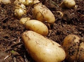 平度土豆香甜可口,李园张江诚信合作