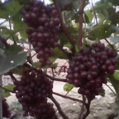 2015莱西葡萄现在订货有惊喜