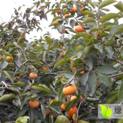 2015龙口柿子抓住商机无限