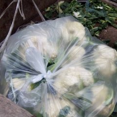 2015扶沟菜花现在订货有惊喜