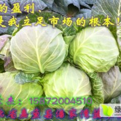 嘉鱼11月份大量1014甘蓝上市 欢迎提前订购