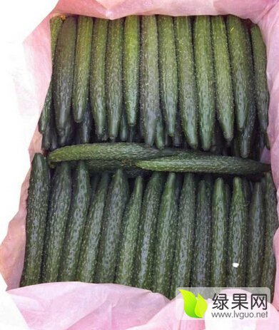 2015年山东莘县德瑞特721黄瓜价格