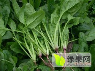 2015年山东惠民大叶菠菜价格
